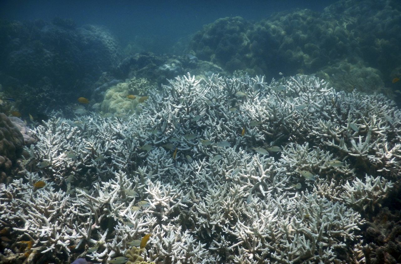 Een foto die in februari werd vrijgegeven door het Centre of Excellence for Coral Reef Studies (ARC).