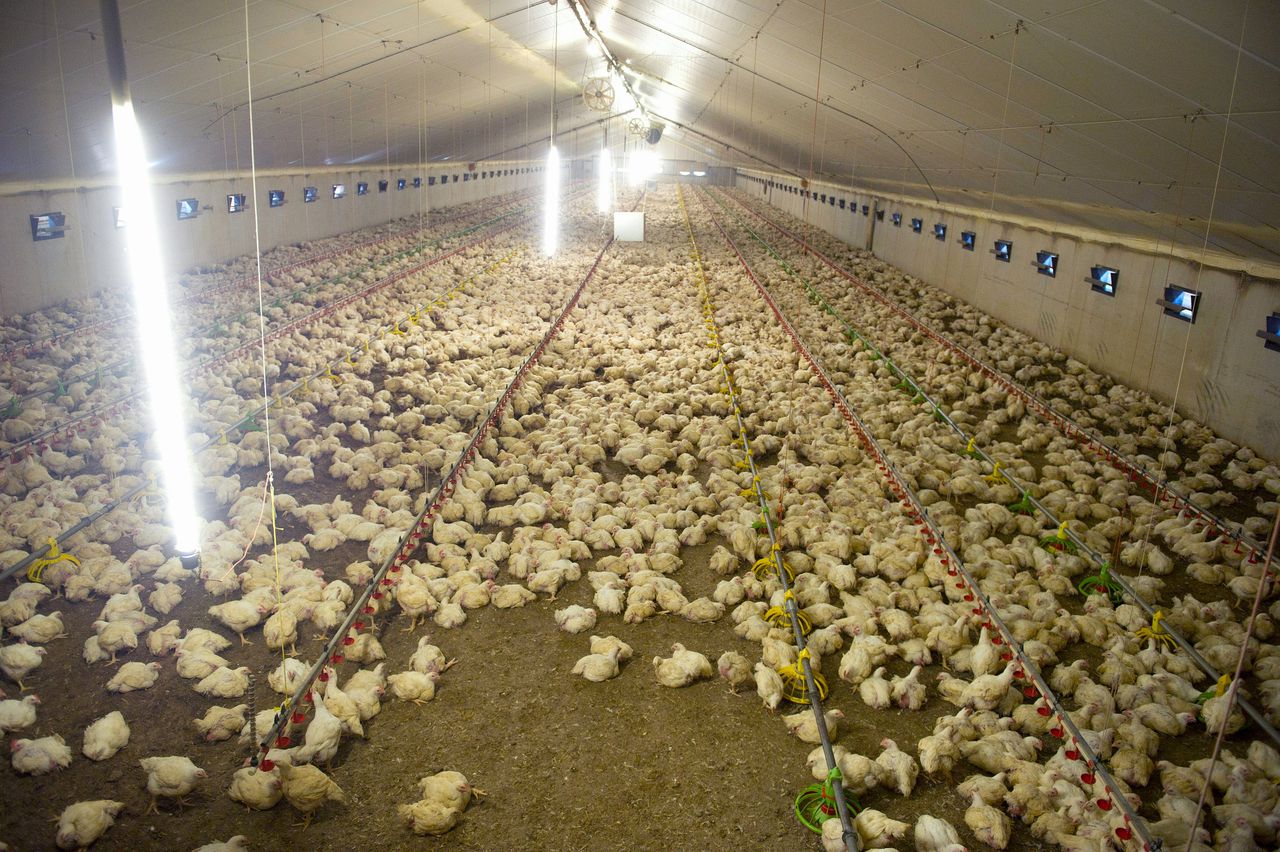 Een kippenstal in De Mortel. Nederlandse kippenboeren zijn bang dat ze moeten concurreren met goedkope Oekraïense kippen die aan minder strenge eisen voldoen.