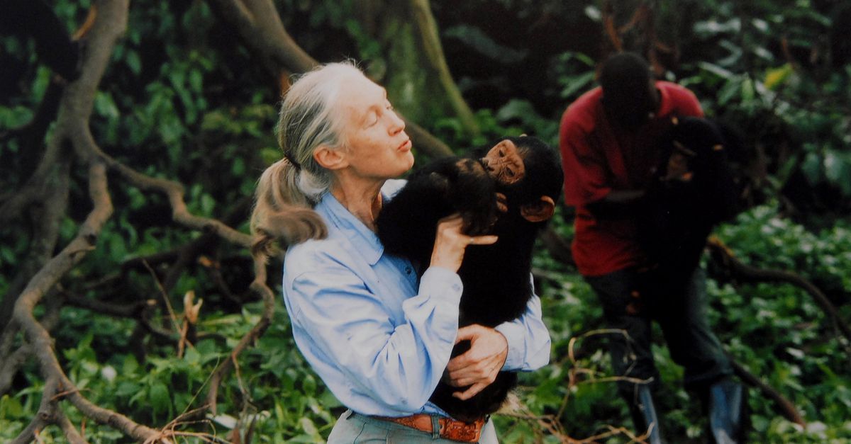 Jane Goodall leefde voor haar chimpansees