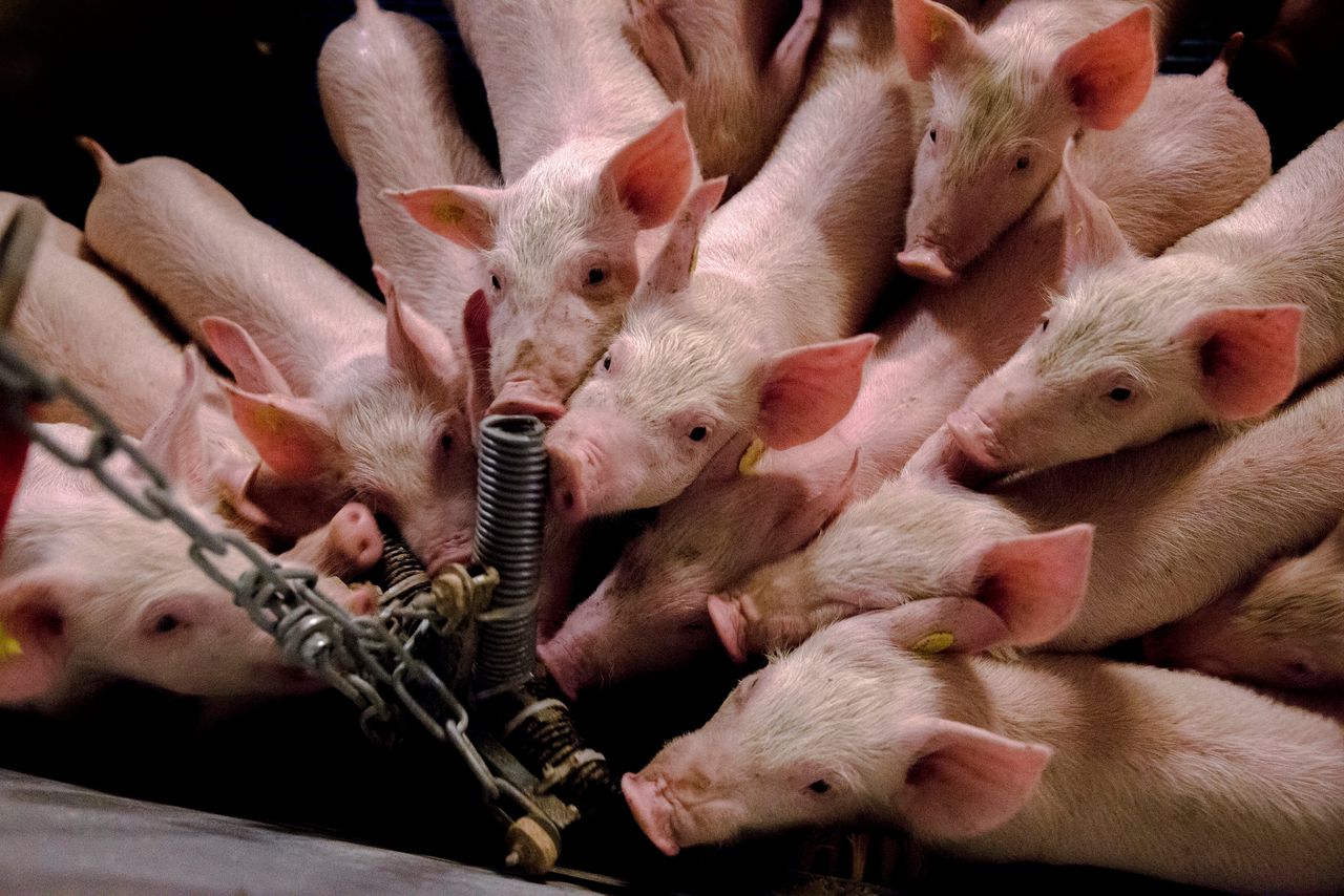 Ruim vijfhonderd varkenshouders willen gebruik maken van de stoppersregeling van het kabinet.