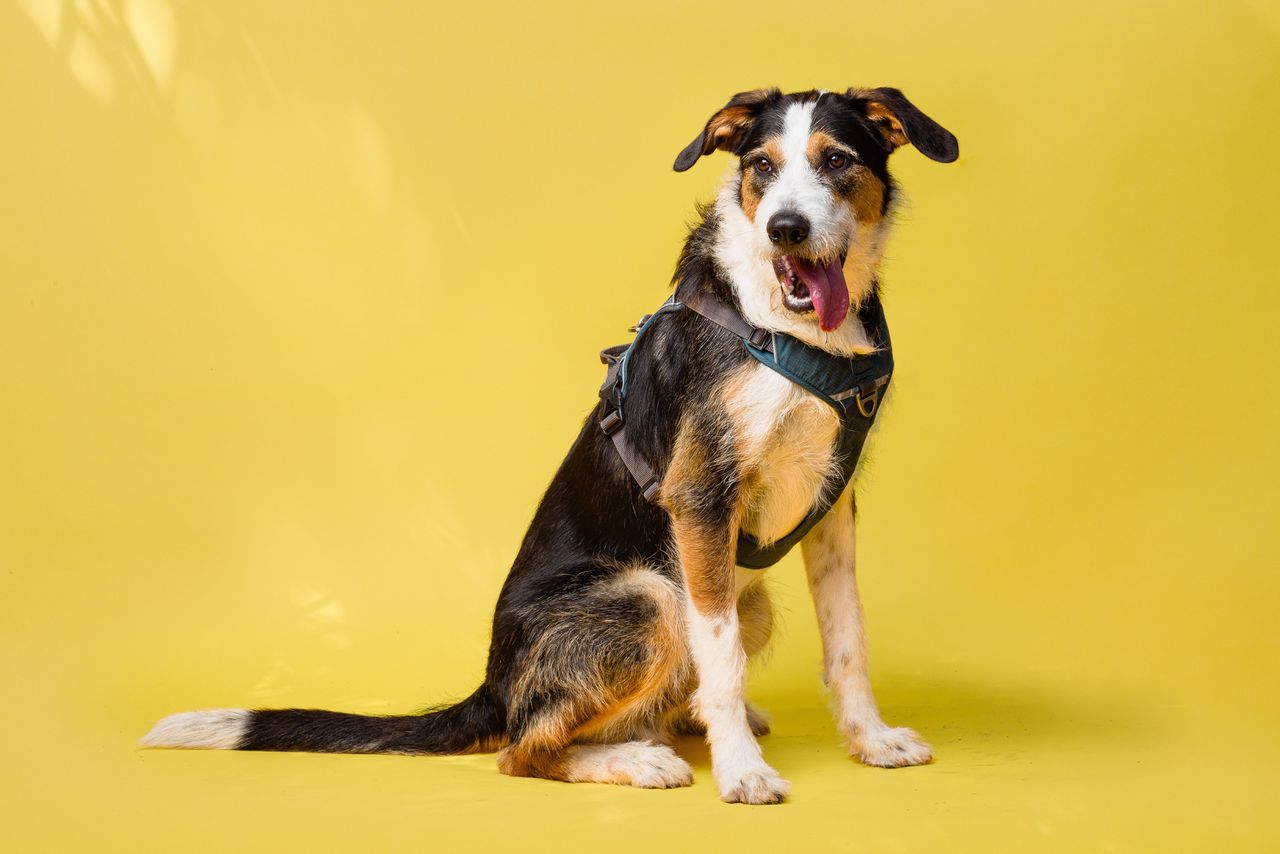 Bailey (m) is een onzekere stuiterbal van de straat op zoek naar rust 