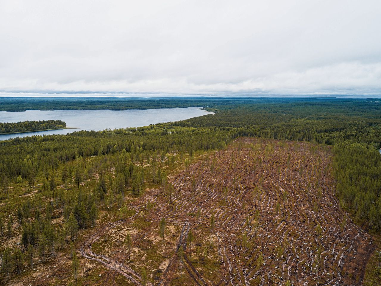 Een deels gekapt bos in het Finse deel van Lapland. In Noord-Europa vindt traditioneel veel bosbouw plaats.