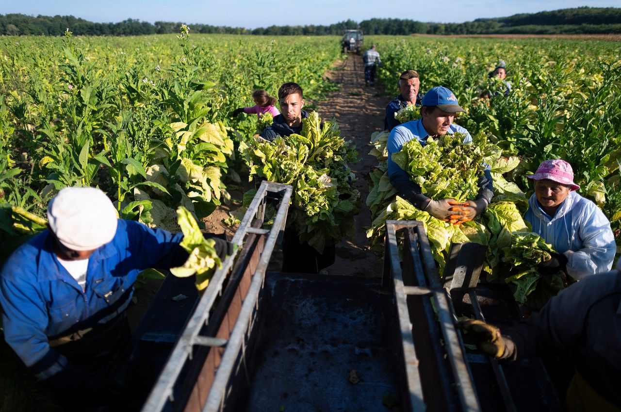 Arbeiders oogsten tabak in Ofeherto, Hongarije, op 16 september 2020. Hongarije is een van de belangrijkste producenten van tabak in de Europese Unie.