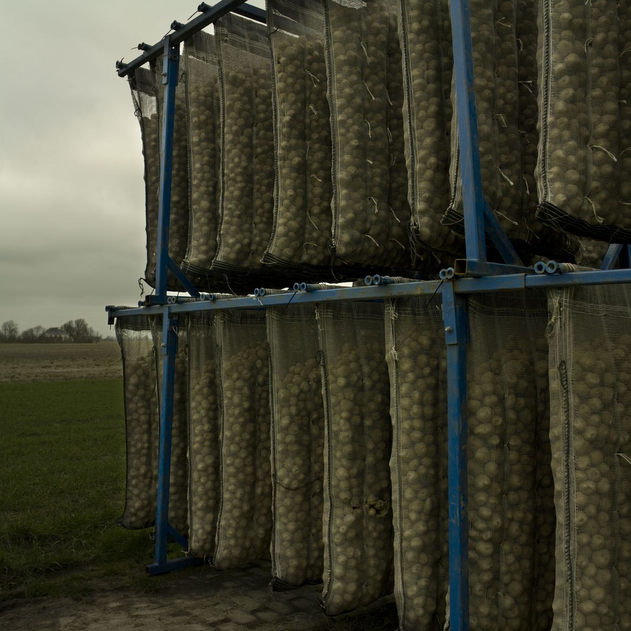 Nederland - Ulrum - ( Groningen )- 03-04-2008 Langs de weg op de akker van een landbouwer, Aadrappelen in zakken om te luchten i.v.m het kiemen te verkorten. Deze methode vesnelt het proces met ongeveer 14 dagen. Foto: Sake Elzinga