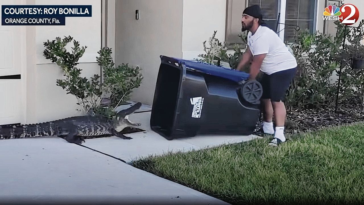 Stills uit: Gator garbage can capture: Florida man uses trash can to capture alligator