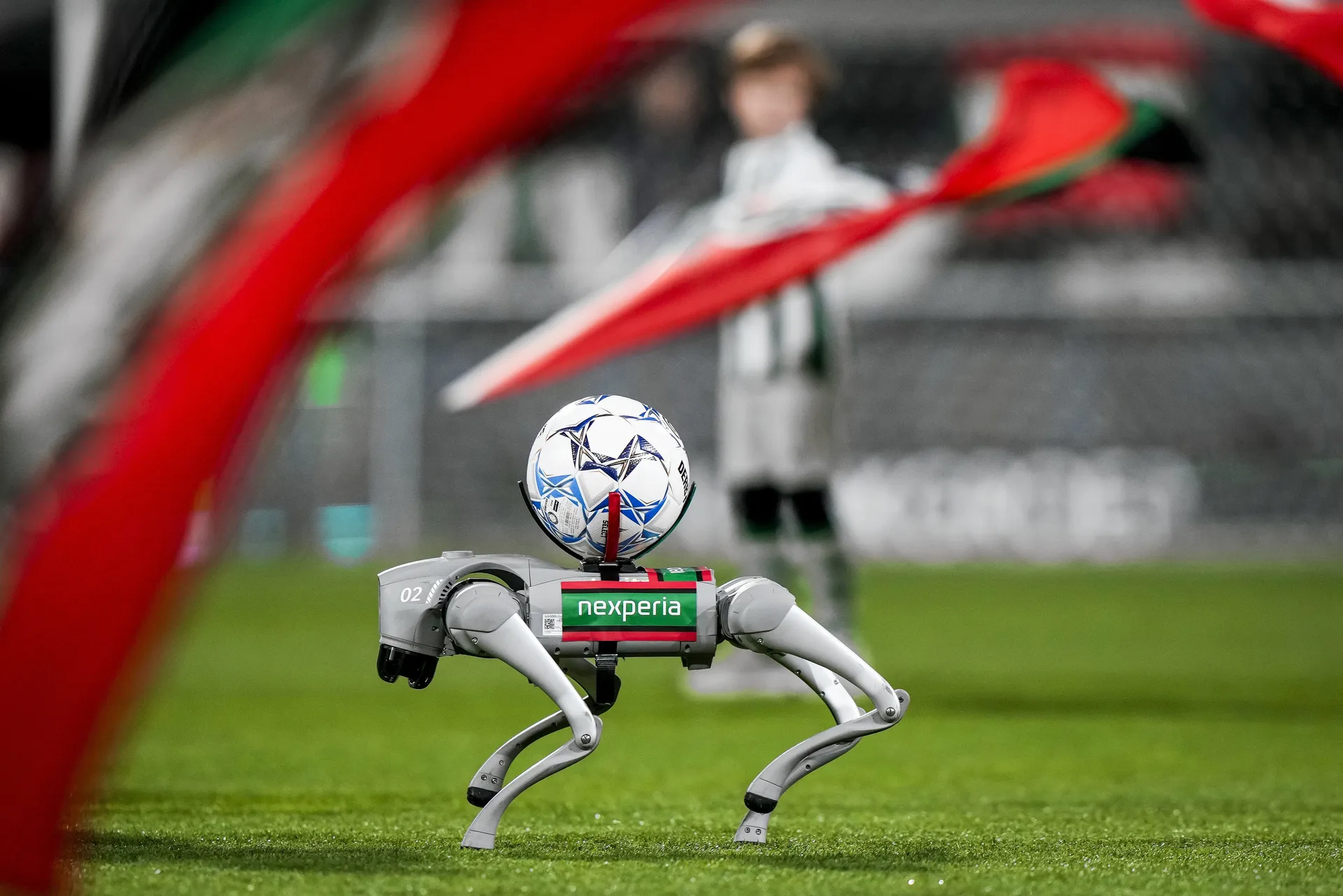 At a match of NEC in Nijmegen, a robot dog from Nexperia carries the ball to the centre spot. 