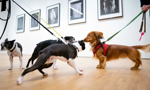 Foto Van De Dag In 2020 Nrc
