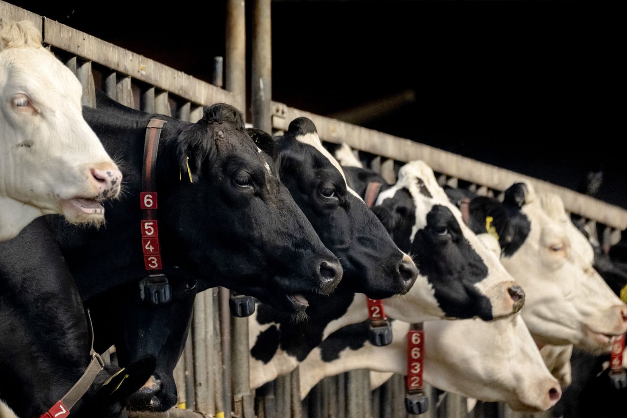 Gekkekoeienziekte aangetroffen op Nederlandse boerderij 