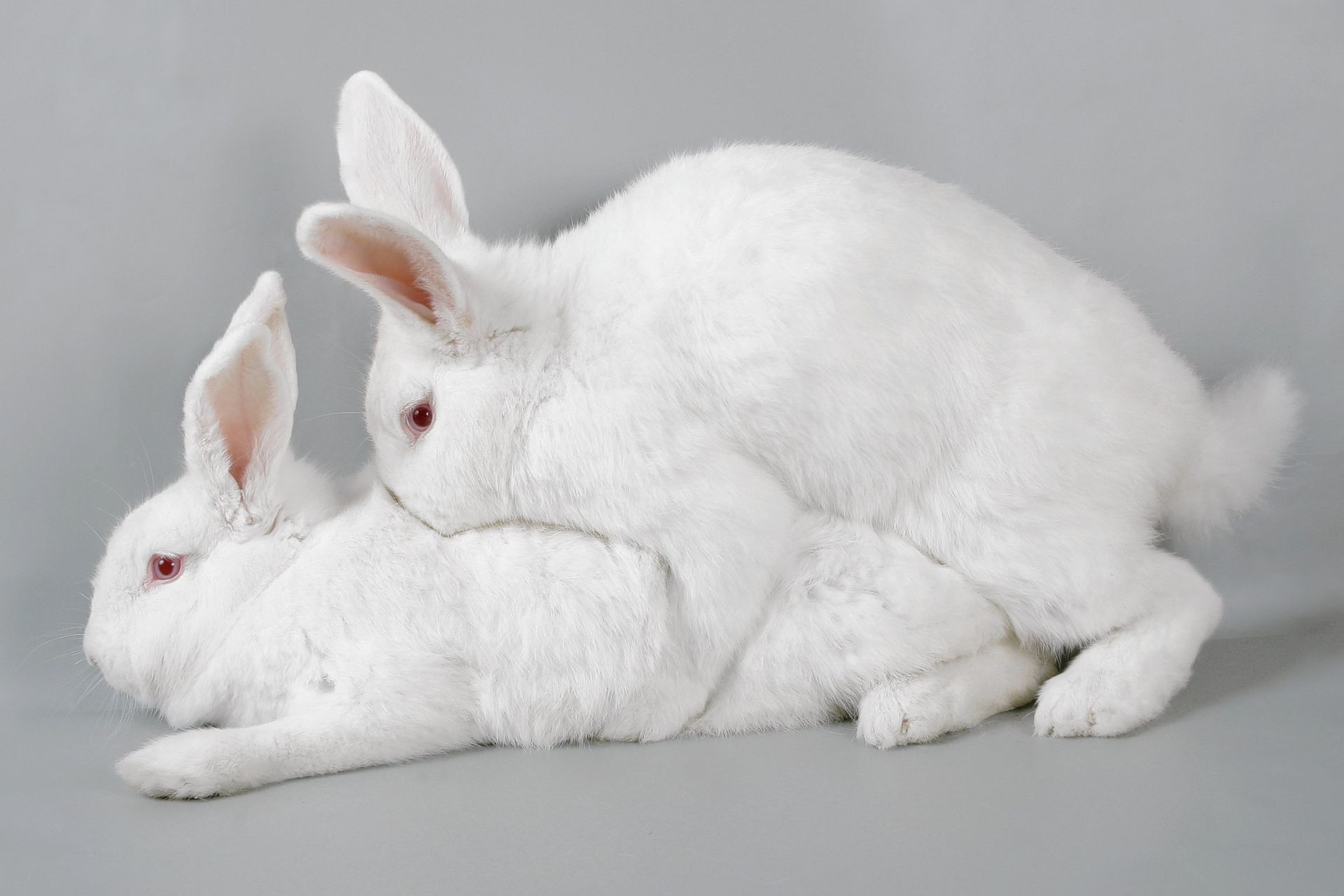 Кролик-вибратор с тонким изгибом, фиолетовый Rabbit Essentials RR-006-PUR - Rabbit Essentials - Вибраторы-кролики - Купить