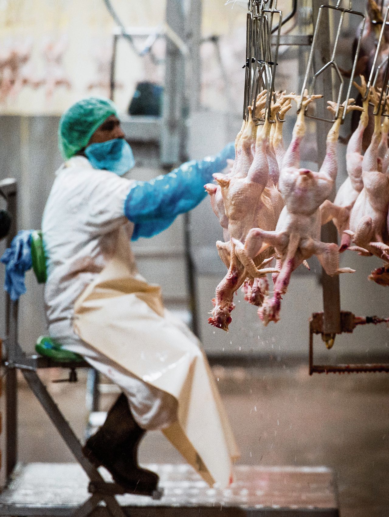 Vooral de Europese kippensector maakt zich zorgen over het verdrag tussen de EU en Mercosur.
