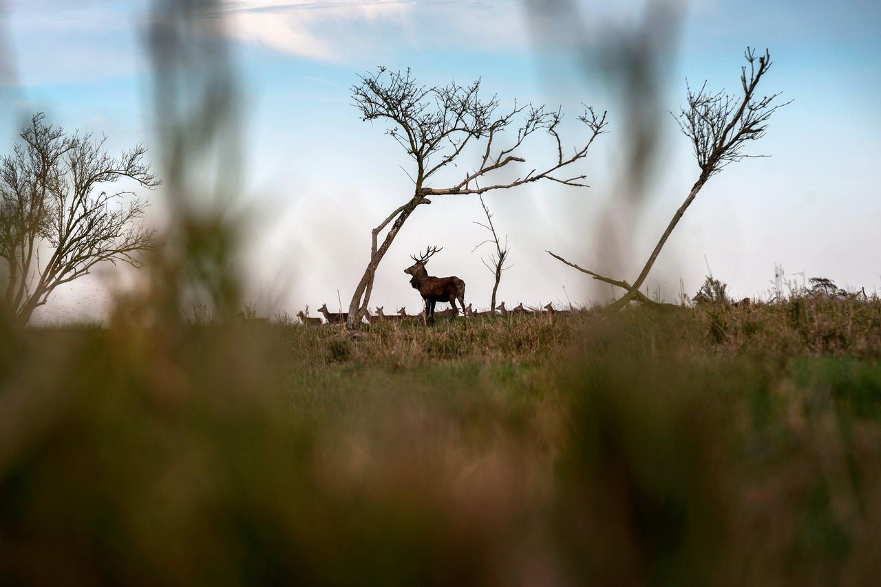 Bijna 1.800 edelherten afgeschoten in Oostvaardersplassen 