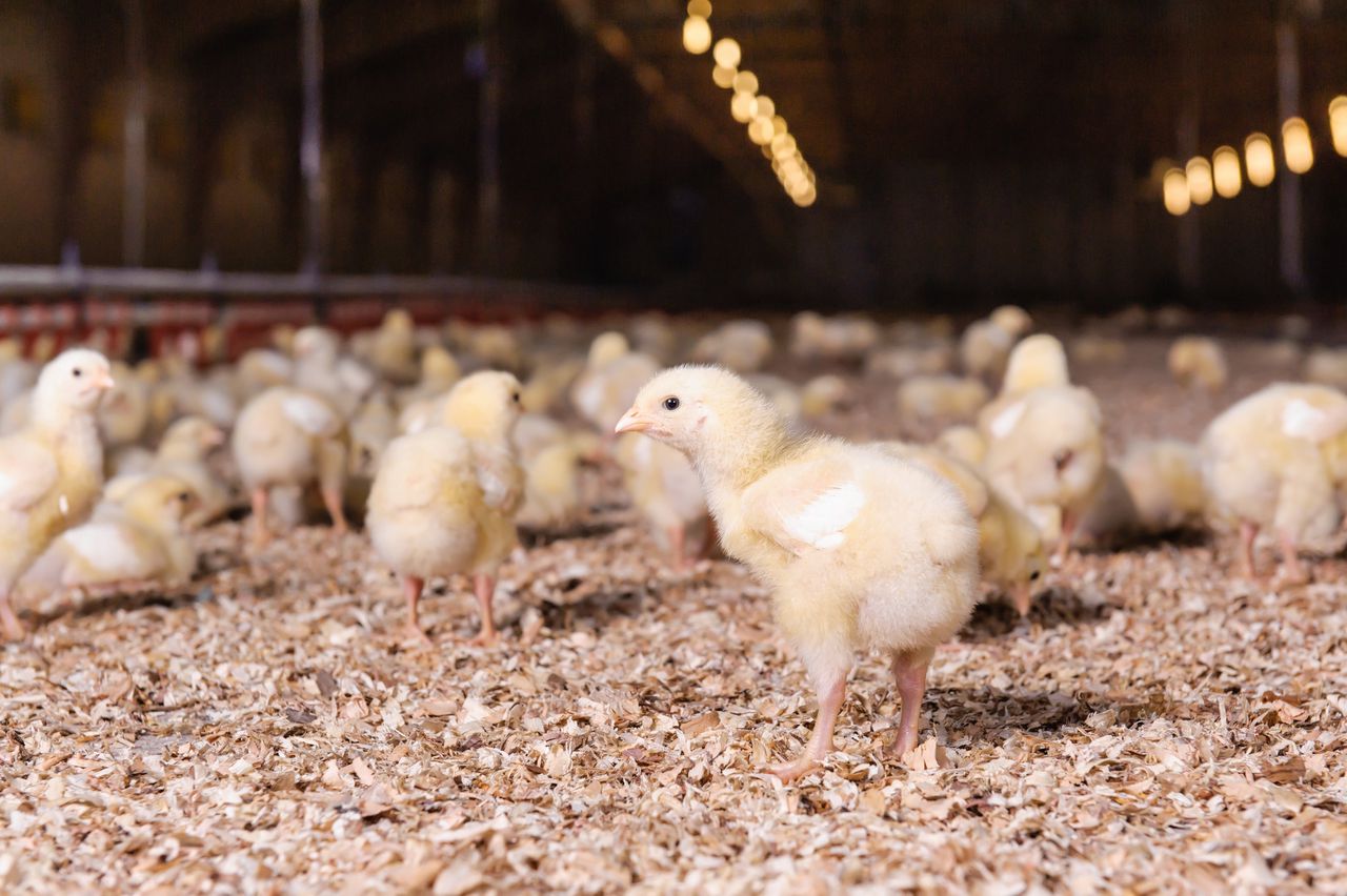 De ACM verbood kippenboeren en supermarkten in 2015 afspraken te maken over betere behandeling van kippen: de ‘Kip van Morgen’.