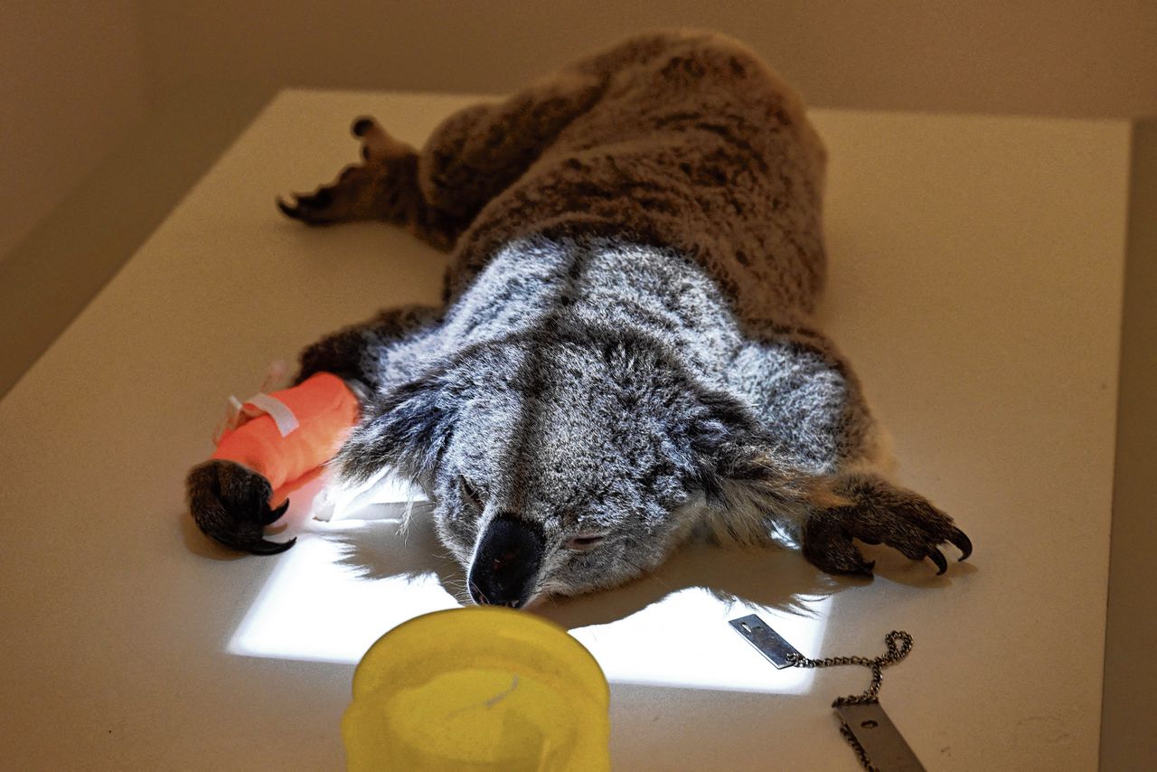 Nieuw vaccin kan  koala  tegen dodelijke chlamydia-infectie beschermen