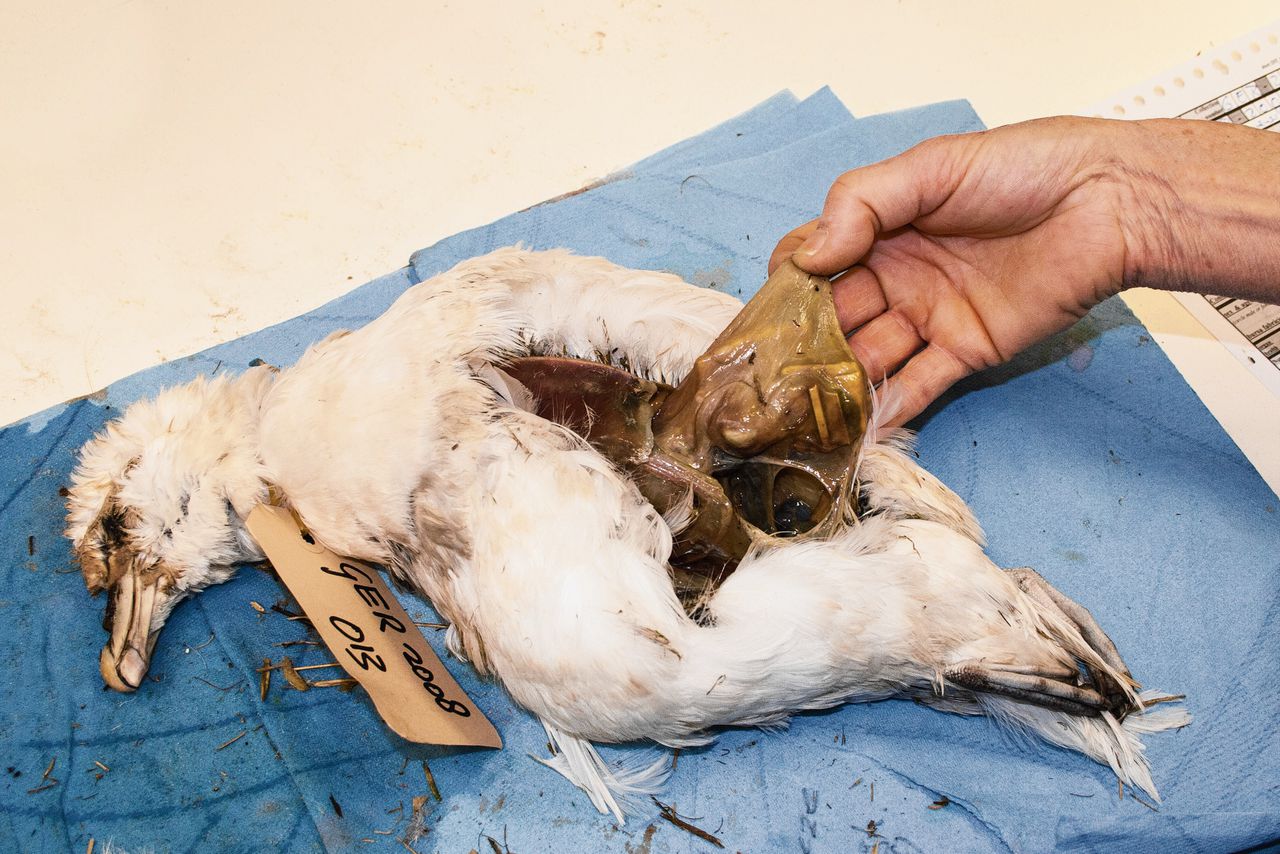 Een extreem geval: na opensnijden is al rommel in de maag van een noordse stormvogel te zien.