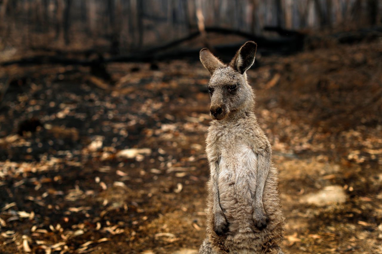 Een door brand getekende kangoeroe bij de opvang Wild2free.