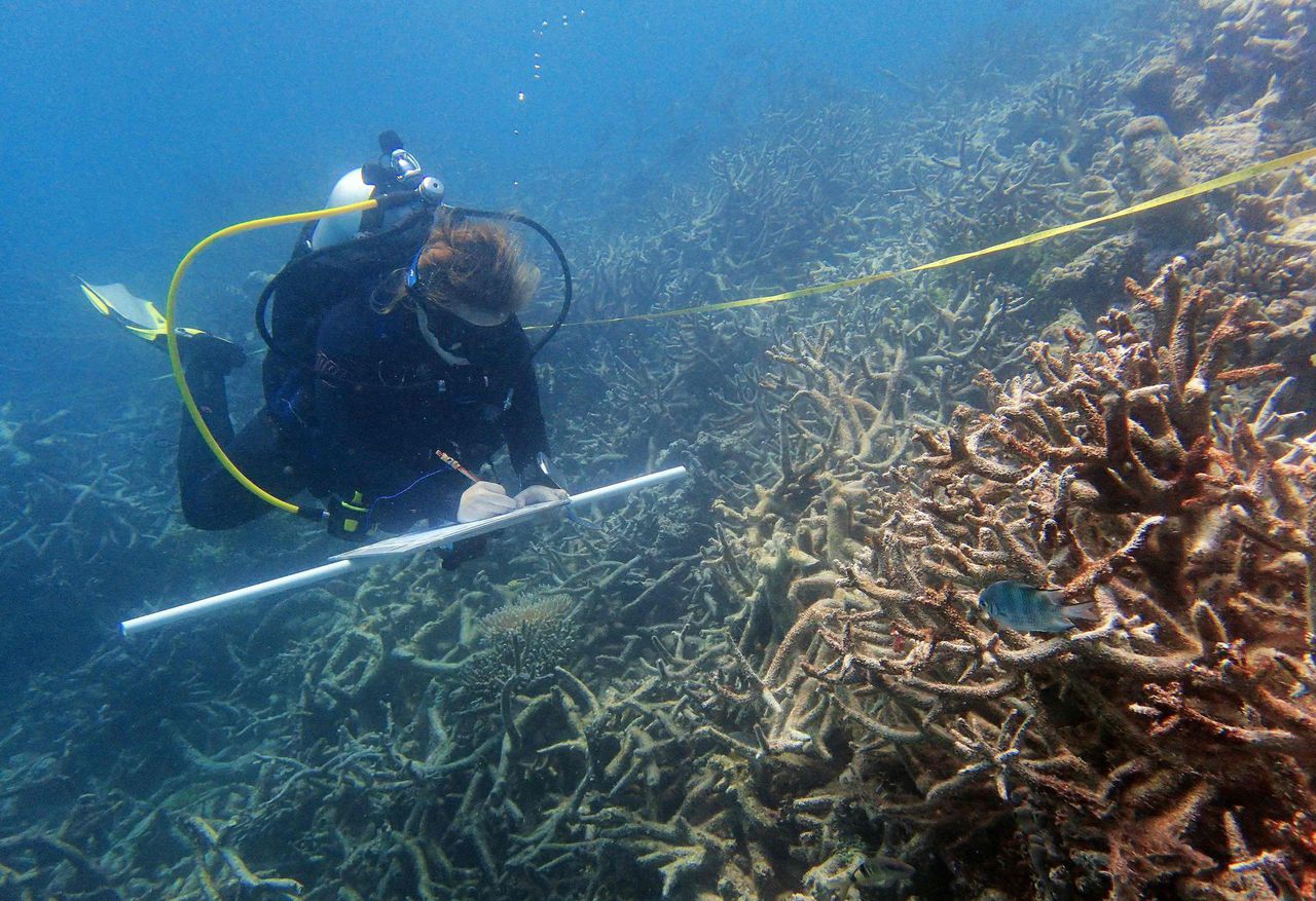 NRC checkt: ‘Schade aan tweederde van Great Barrier Reef’ 