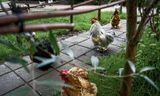 Alcune galline allo zoo Polderhof a Sliedrecht. 