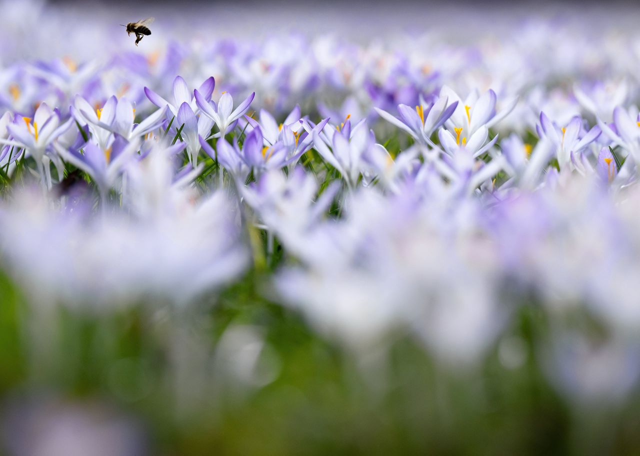 The Angel is not yet out of the discussion about the groundbreaking insect study