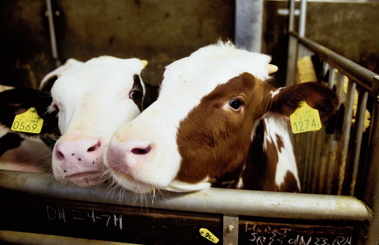 Op veel boerderijen sterven de kalfjes heel snel 