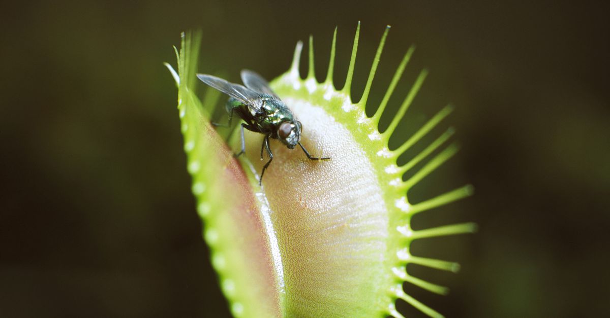The Secret Behind the Venus Flytrap’s Rapid Snap