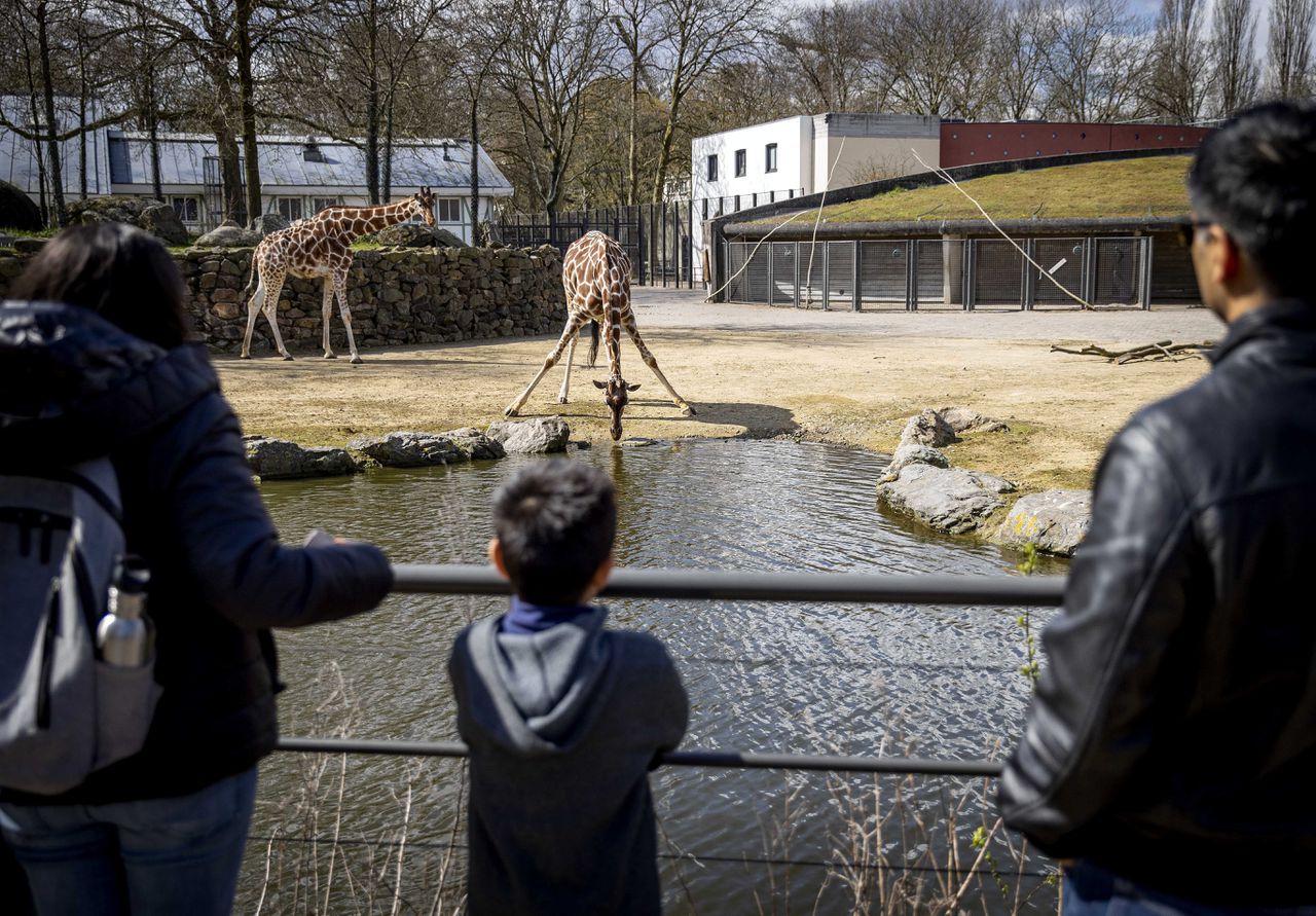 Bezoekers bij de giraffen in Artis. Het lijkt erop dat dierentuinen, pretparken, sportscholen, zwembaden en muziekscholen niet opengaan op 11 mei zoals eerst nog de bedoeling was in het ‘openingsplan’.