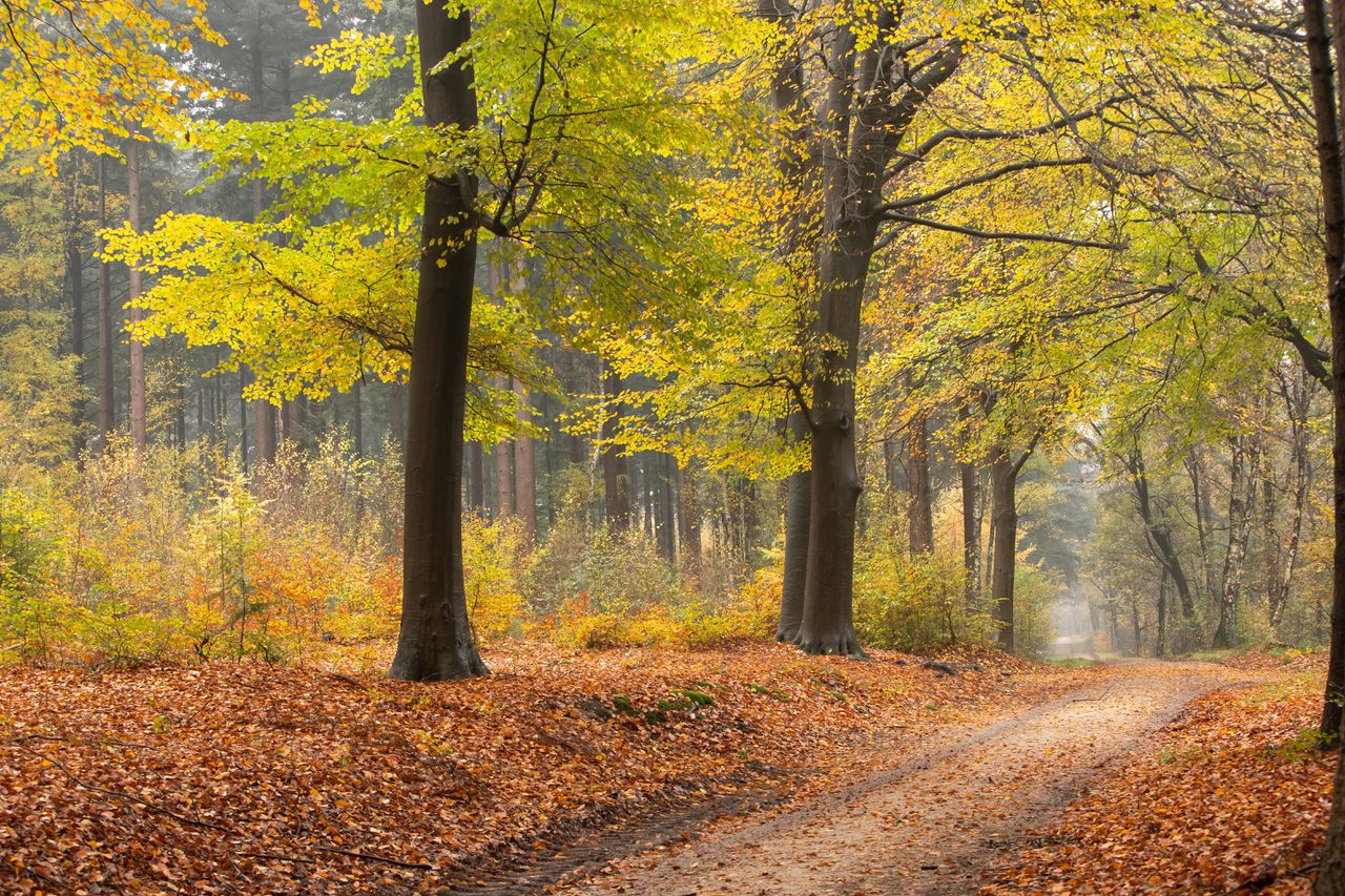 Wandelen in bossen vol prachtige herfstkleuren 