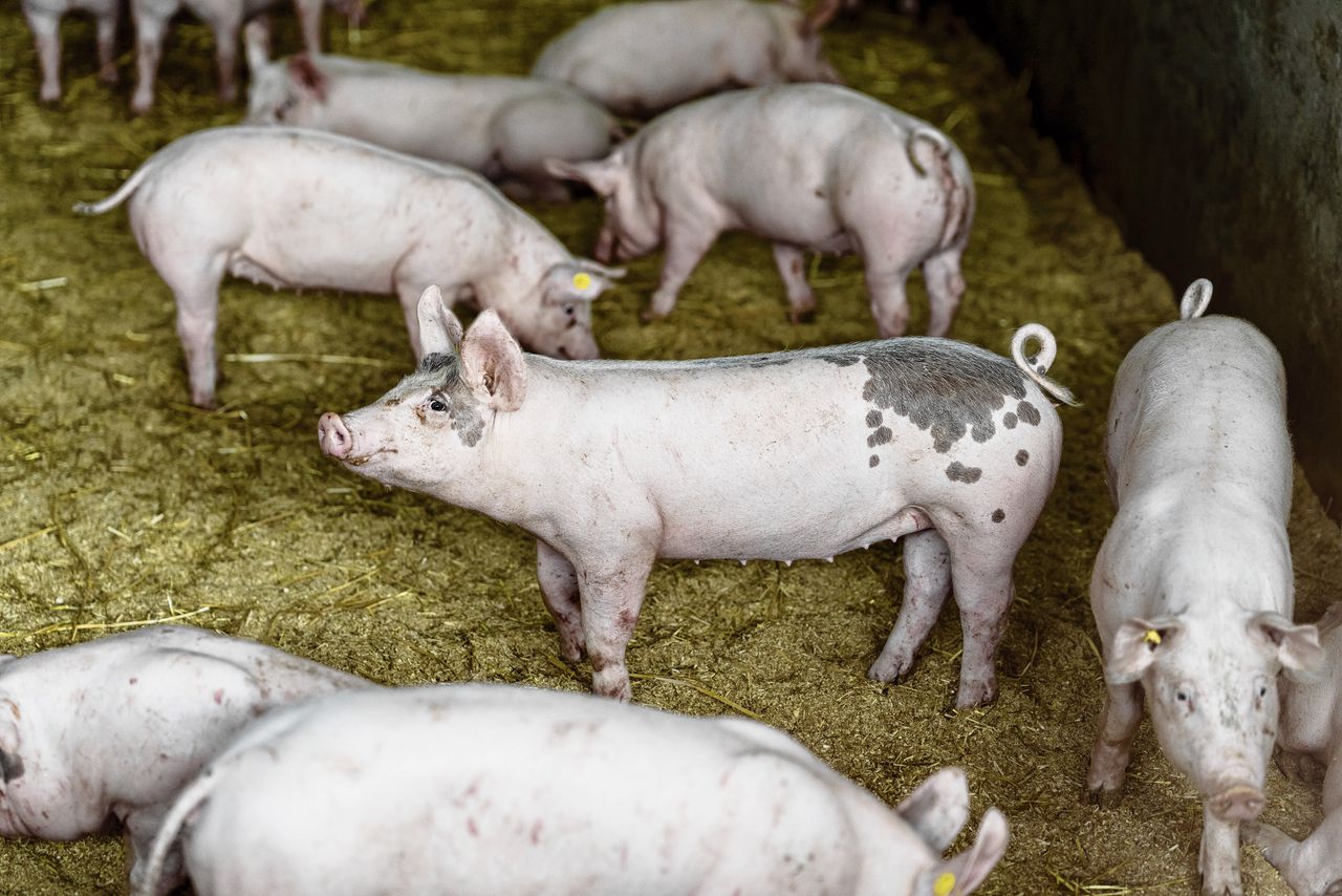 PvdD verliest het initiatief bij wet voor ‘dierwaardige veehouderij’ 