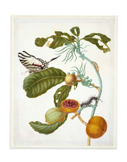 Maria Sybilla Merian & dochters - NRC