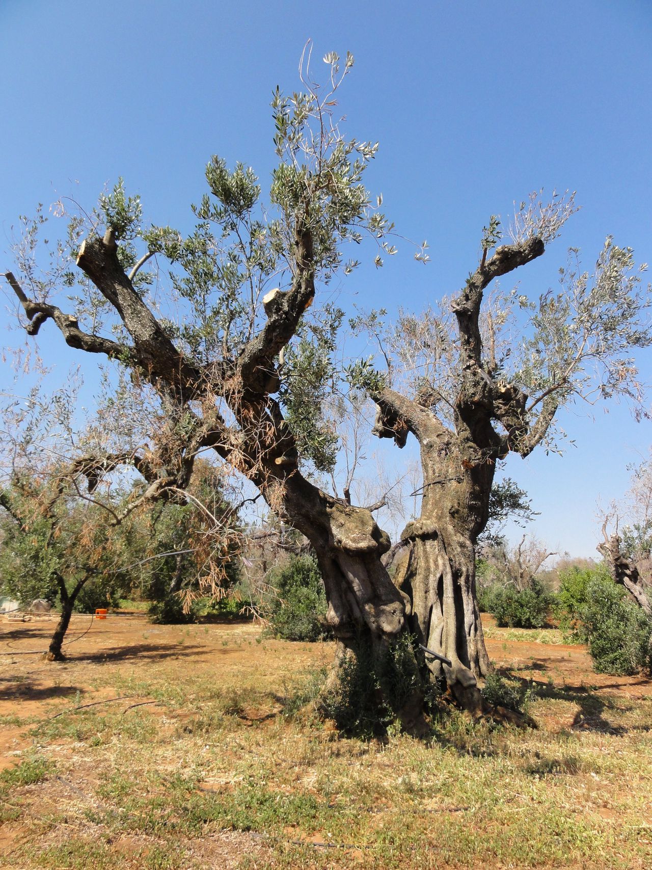 Zieke olijfboom die is besmet met de bacterie Xylella fastidiosa.