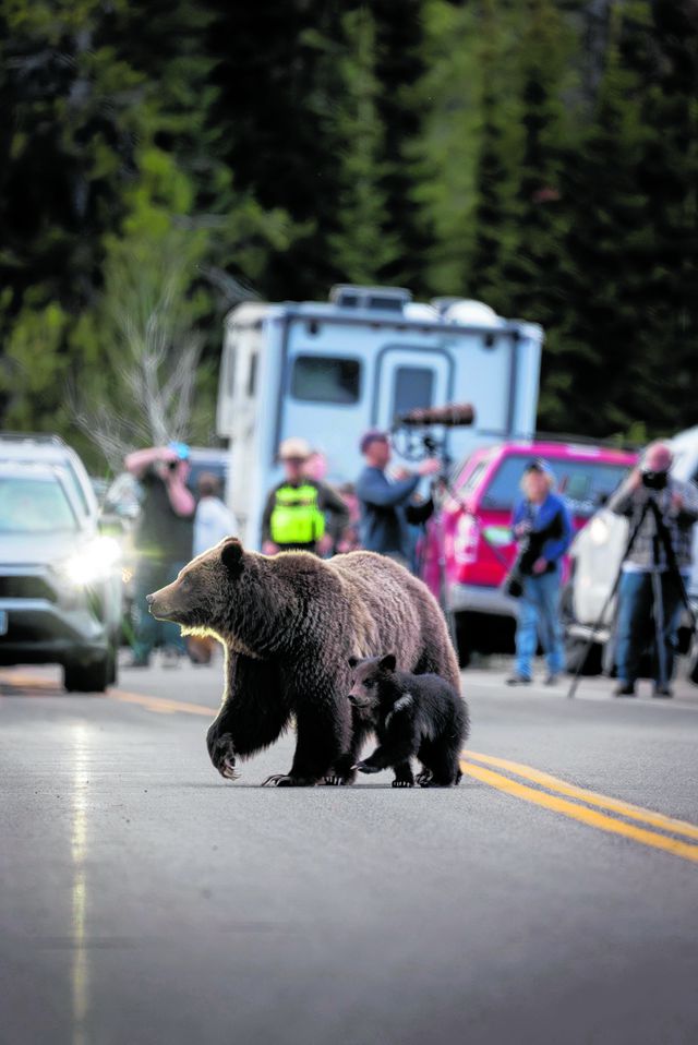 Foto C. Adams/Grand Teton National Park via AP