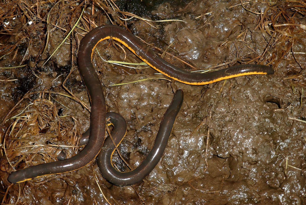 Een wormsalamander kruipt over moerassige bodem