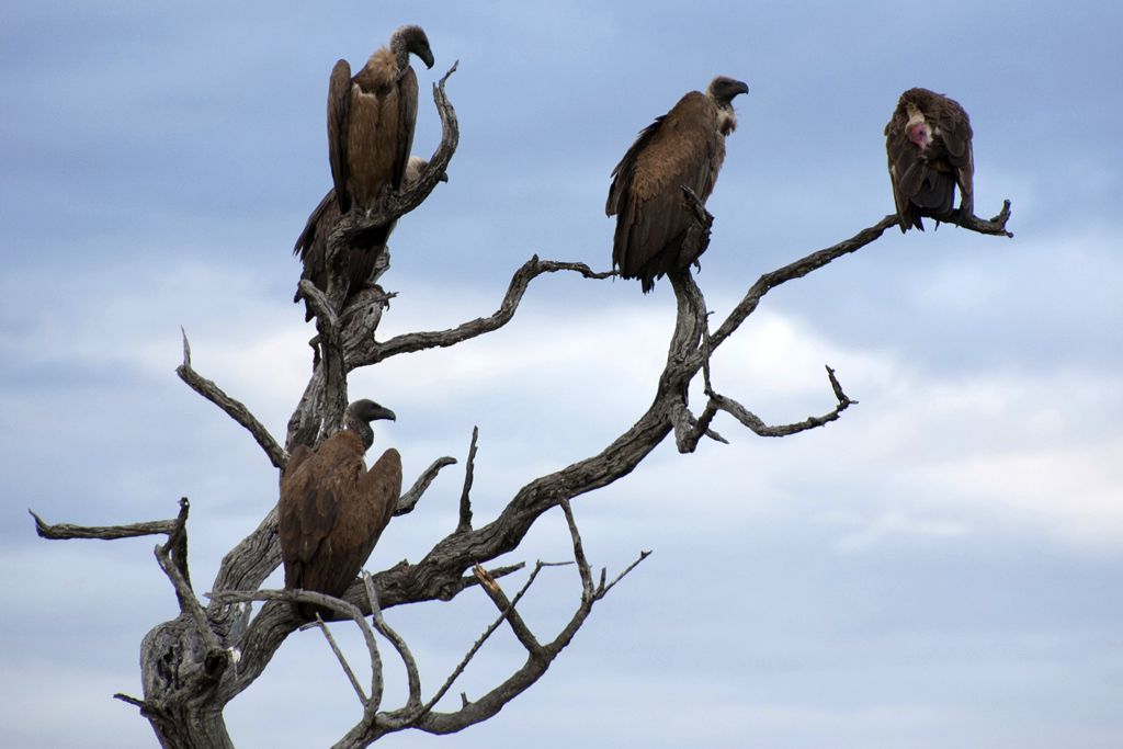 vulture.jpg