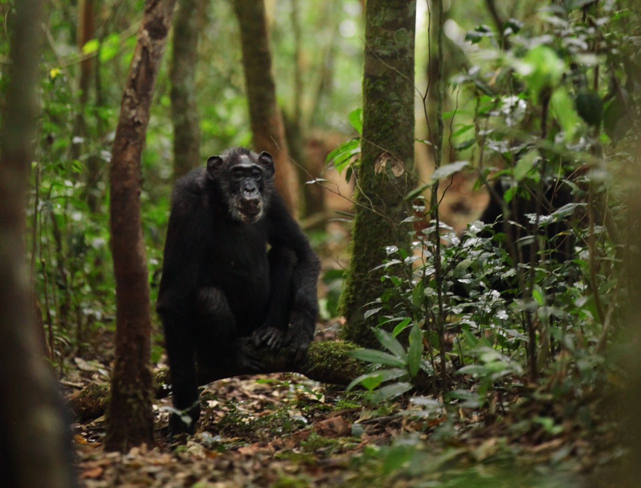 Een chimpansee (V) die oud wordt, gaat net als de mens door de overgang 