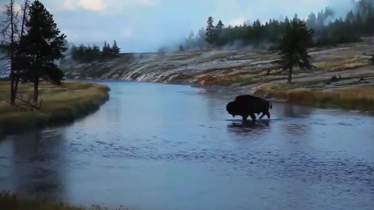 Yellowstone Park veranderde rigoureus toen er weer wolven werden losgelaten.