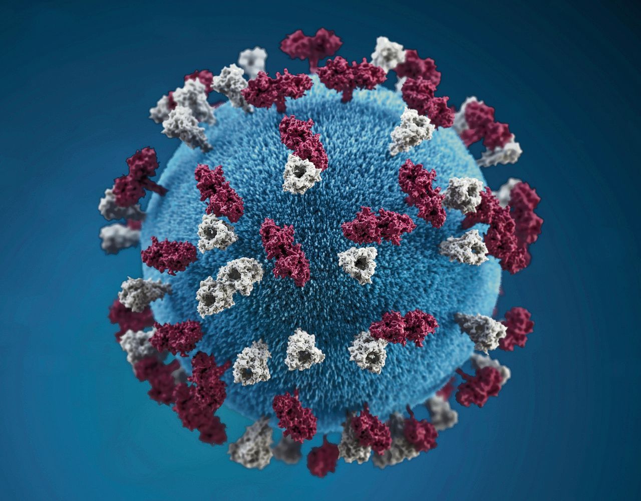 Model van het mazelenvirus, met twee verschillende eiwitten die als spijkers uit de mantel steken. Door deze eiwitten kan het virus zo goed menselijke cellen infecteren.
