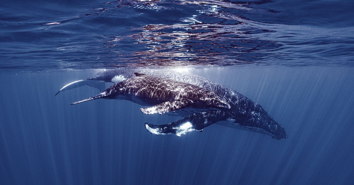 Il canto delle balene spiegato anatomicamente – NRC