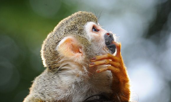 AFP PICTURES OF THE YEAR 2011 A one-year-old squirrel monkey named Charles Darwin rests on its minder's head during the filming of a TV movie in Berlin on July 21, 2011. AFP PHOTO / JENS KALAENE GERMANY OUT