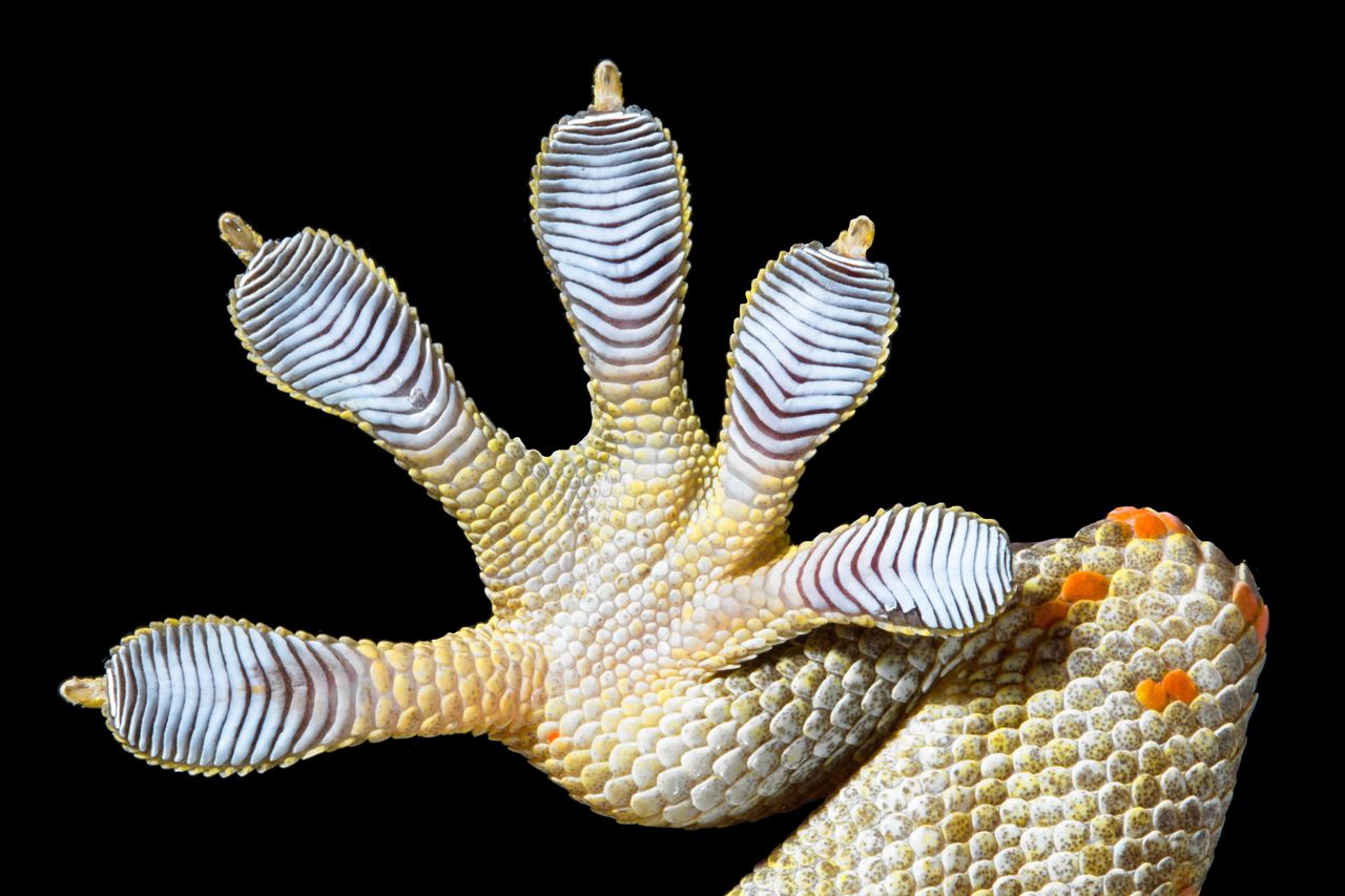 Een gekko-poot