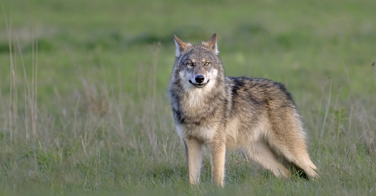 The province of Gelderland is finally allowed to shoot at wolves with a