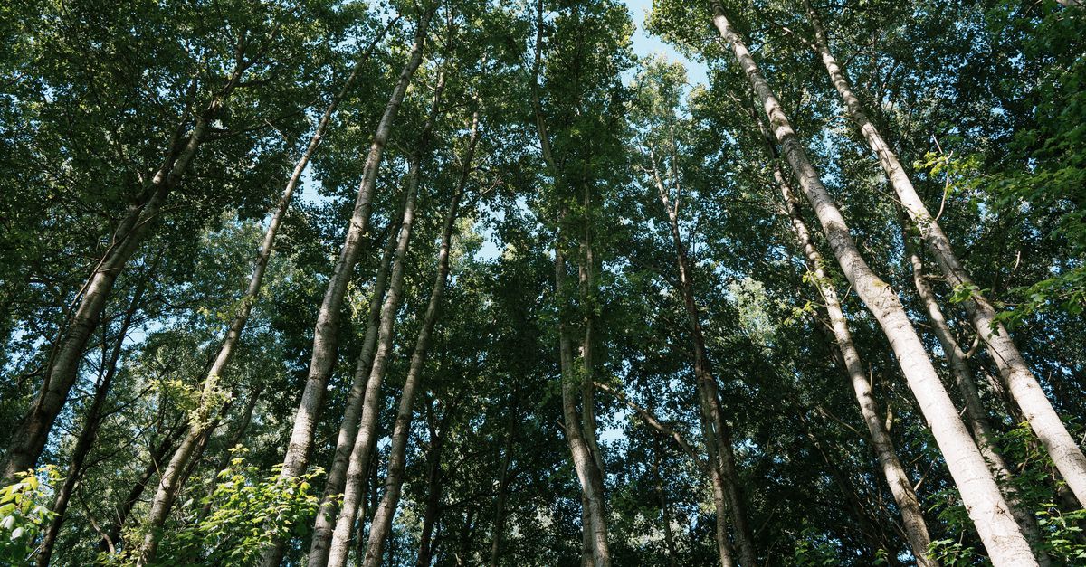 Een onzichtbaar lab moet de schatten van het Amsterdamse Bos weer zichtbaar maken