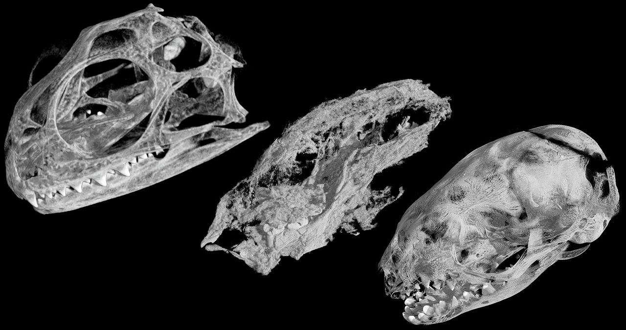 Fossiel van 184 miljoen jaar oude zoogdierachtige ontdekt 