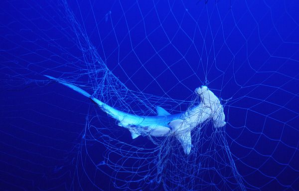 Een hamerhaai zit verstrikt in een visnet. De dramatische achteruitgang van grote haaien heeft gevolgen voor de hele voedselketen in zee. foto seawatch.org