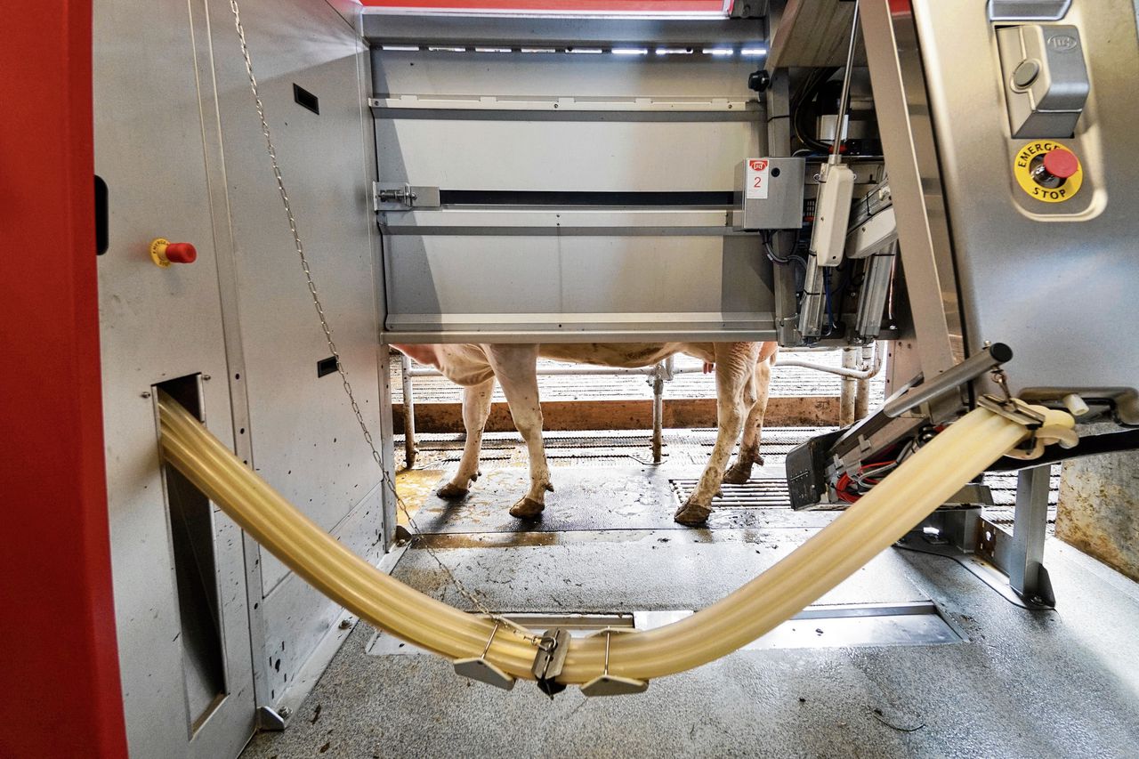 Melkrobot bij een melkveebedrijf in het Gelderse Groesbeek. Hoewel natuurorganisaties een krimp van de veestapel onvermijdelijk achten, ziet het kabinet daar nog altijd niets in.