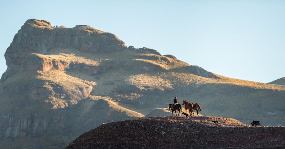 Schrijver César Aira weet niet helemaal hoe een koe een haas vangt - NRC
