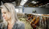 Demissionair minister Femke Wiersma (Landbouw, Visserij, Voedselzekerheid en Natuur) tijdens een werkbezoek aan een melkveebedrijf in Streefkerk. Robin Utrecht / ANP 