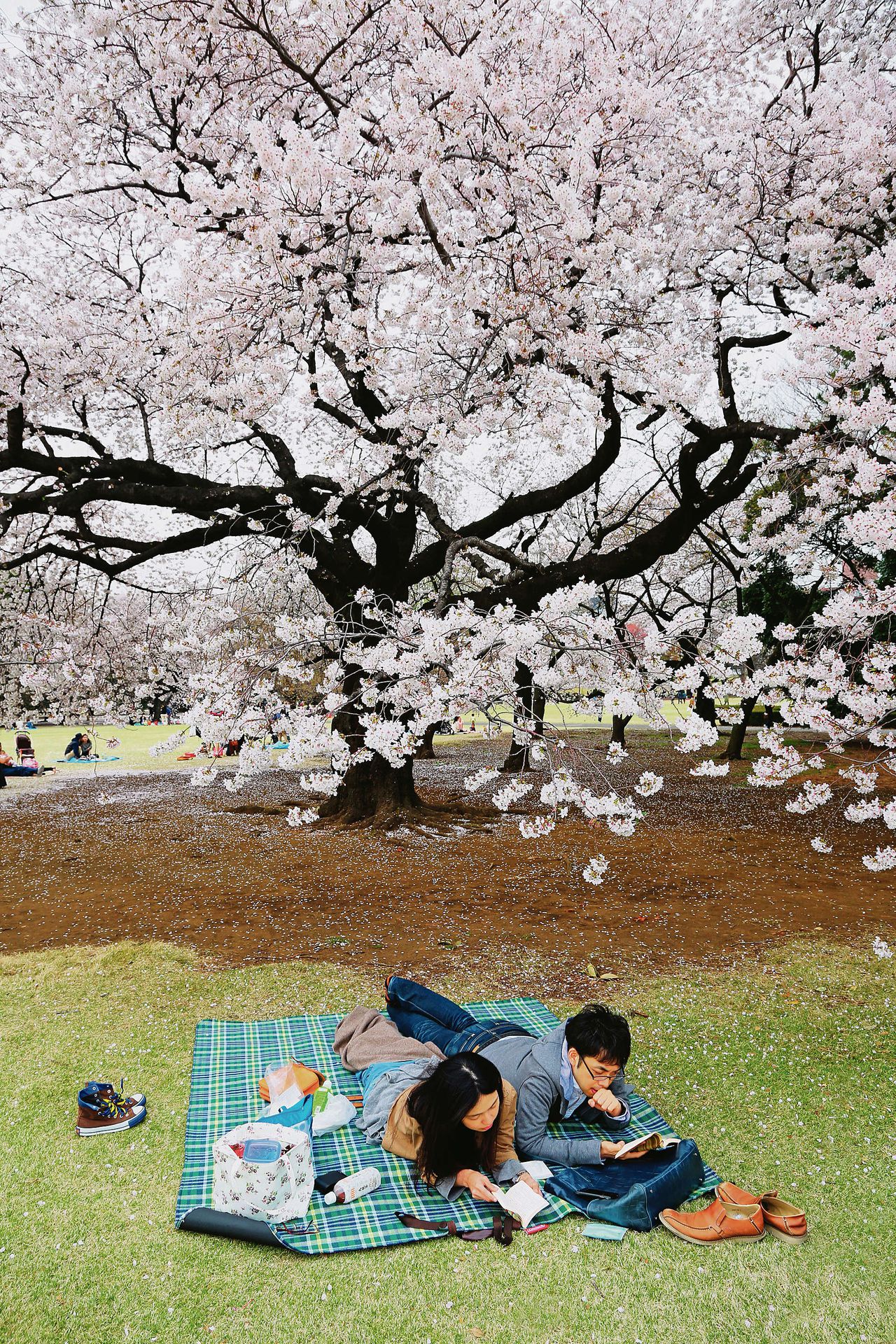 Picknick in Tokyo