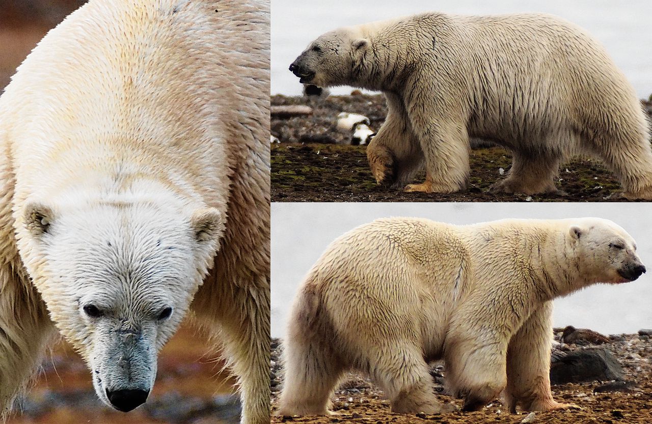 Zijn dit drie verschillende ijsberen of is het drie keer dezelfde? Het laatste bleek het geval toen Groningse onderzoekers een nieuwe meetmethode gebruikten.