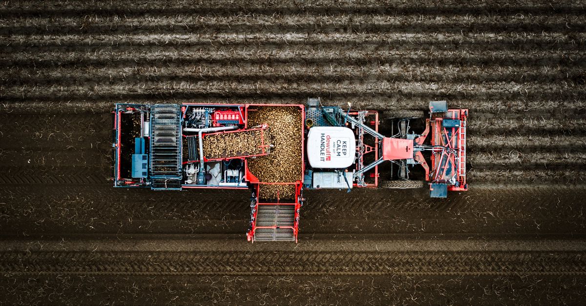 Bij aardappelboer Maarten van der Loo blijven bergen piepers liggen. ‘Zo erg is het nog nooit geweest’
