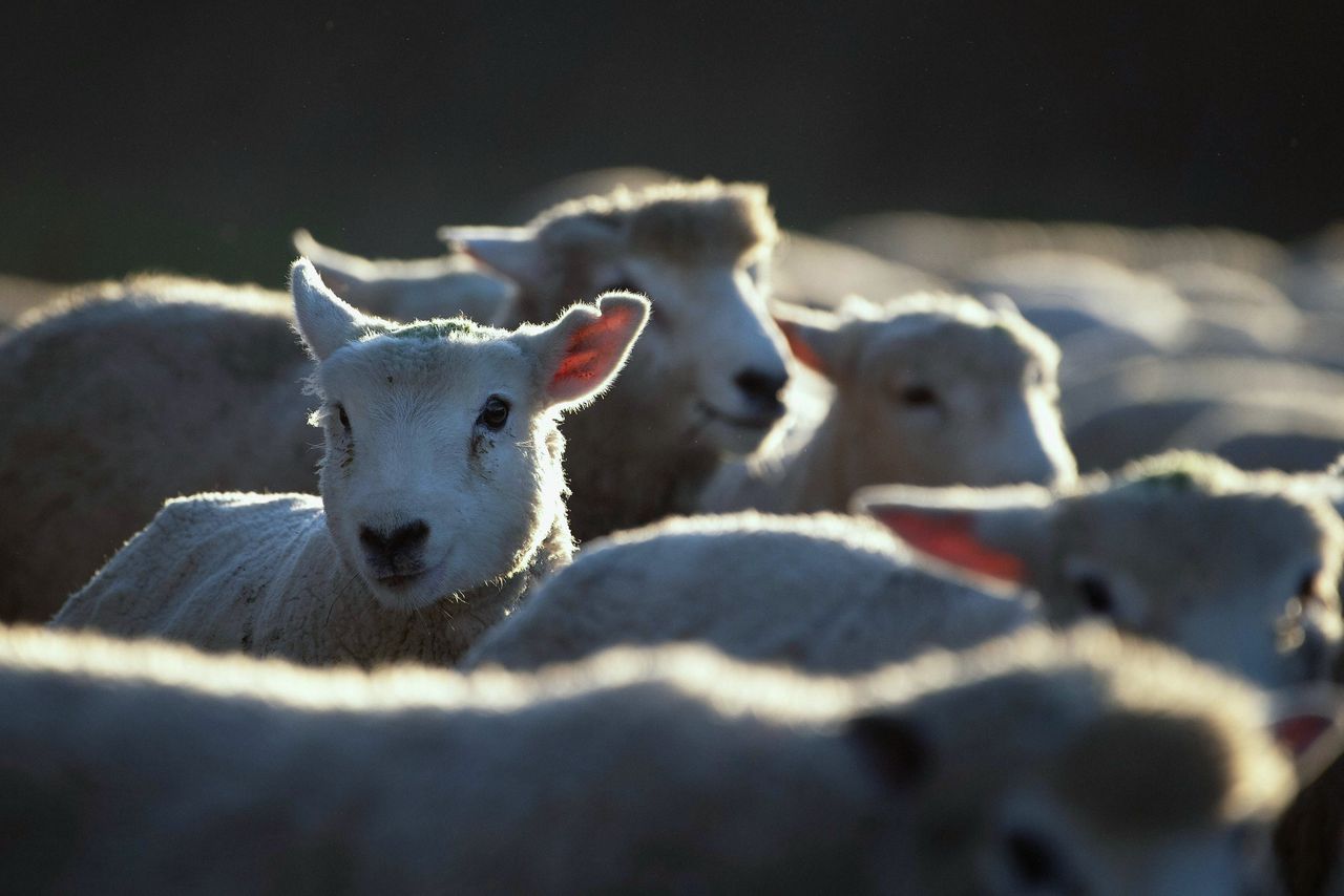 EC vraagt Roemenië geen 70.000 schapen naar Perzische Golf te verschepen 