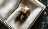 Lumumba's tooth in 2016, just seized by Belgian justice.